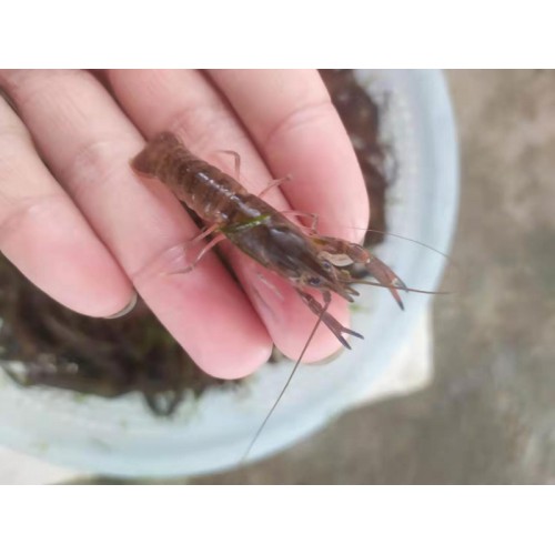 澳龍苗 澳洲小龍蝦苗供應(yīng) 價格實惠