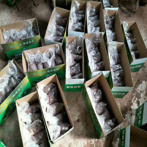 互利防火 防火泥空調(diào)孔密封封堵一公斤價(jià)格