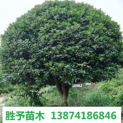 桂花樹價(jià)格 12-15-18-20-25-30公分桂花樹