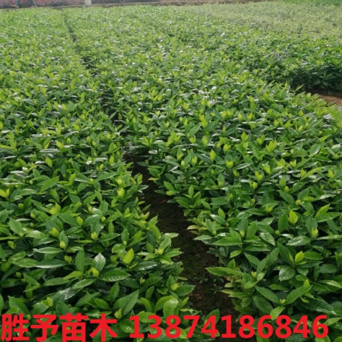 大葉梔子花小苗價(jià)格 大葉梔子花杯苗  大葉梔子價(jià)格