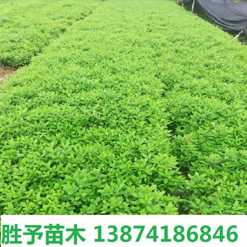 春鵑價(jià)格 春鵑小苗價(jià)格 杜鵑小苗 毛鵑小苗