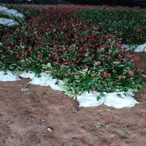 紅葉石楠杯苗價(jià)格 紅葉石楠價(jià)格 紅葉石楠