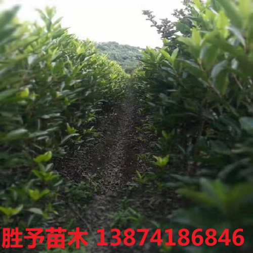 法國冬青價(jià)格 冬青價(jià)格 珊瑚價(jià)格 100-200公分法國冬青