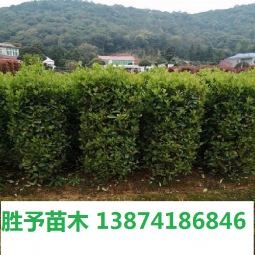 法國冬青柱價(jià)格 法國冬青價(jià)格 冬青柱價(jià)格 珊瑚柱價(jià)格