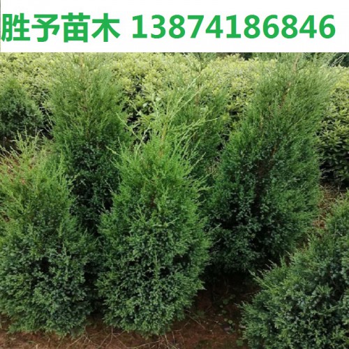 松柏樹價(jià)格 100-120-150-400公分高松柏樹 塔柏