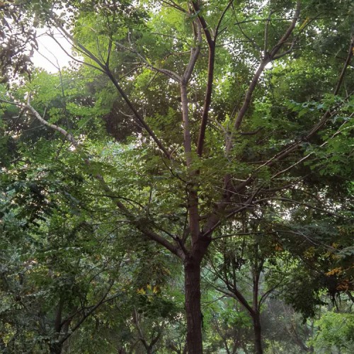 常年供應(yīng)欒樹小苗北欒樹價格欒樹小苗價格