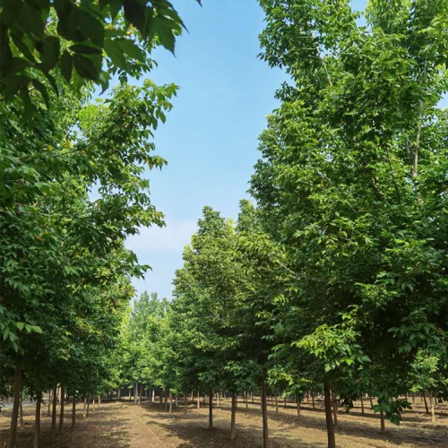 復(fù)葉槭 叢生金葉復(fù)葉槭 金葉槭苗圃