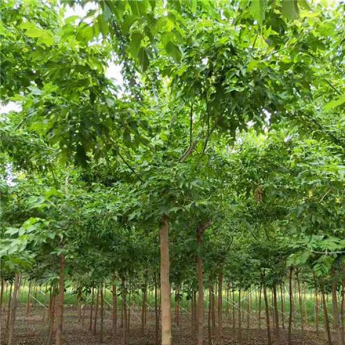 復(fù)葉槭價格 復(fù)葉槭基地 大量供應(yīng)復(fù)葉槭