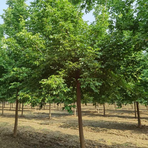 復(fù)葉槭優(yōu)勢產(chǎn)品 復(fù)葉槭批發(fā) 復(fù)葉槭樹苗廠家