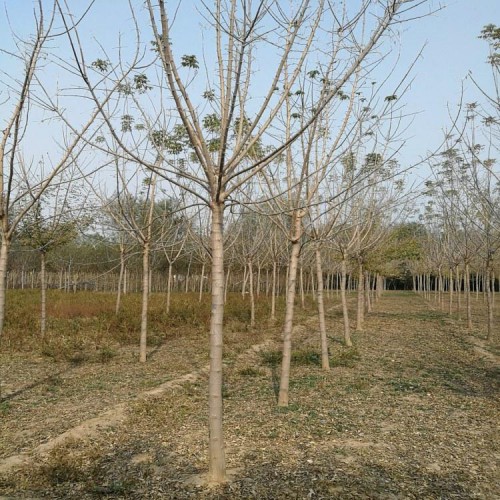 金葉復(fù)葉槭 復(fù)葉槭 綠葉復(fù)葉槭