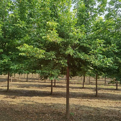 復(fù)葉槭 復(fù)葉槭價格 復(fù)葉槭基地批發(fā)