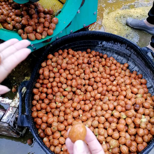 剝青核桃機(jī) 1000型大青核桃剝皮機(jī)