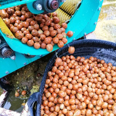 青皮核桃去皮機 青核桃剝皮機 小型核桃脫青皮機