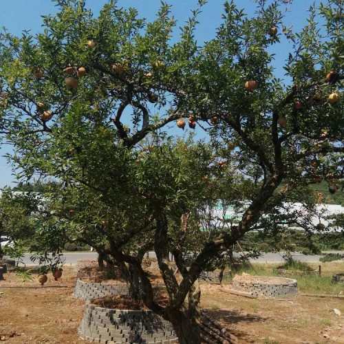 果石榴價(jià)格 石榴樁景 果石榴盆景 果石榴樁