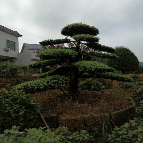 羅漢松樁價(jià)格 造型羅漢松 羅漢松樁景 羅漢松盆景