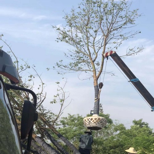 【勝予】現(xiàn)貨供應(yīng)香樟價(jià)格  工程綠化苗木10-30公分香樟樹