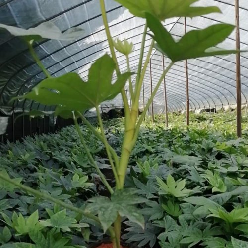 【勝予】大量供應八角金盤小苗價格 基地直銷八角金盤價格