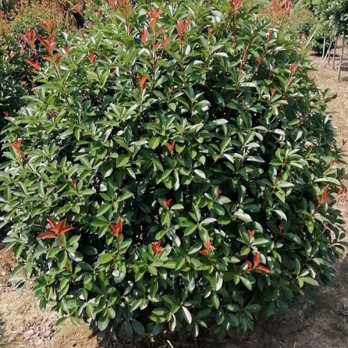 【勝予】工程綠化苗木紅葉石楠球 紅葉石楠球價(jià)格