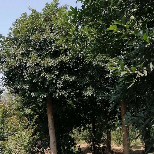 【勝予苗木】現(xiàn)貨供應(yīng)杜英價(jià)格 基地直銷8-20公分杜英樹