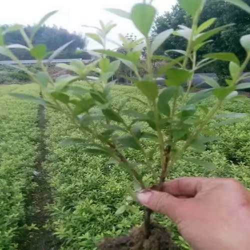 【勝予苗木】大量供應春鵑價格 春鵑小苗價格