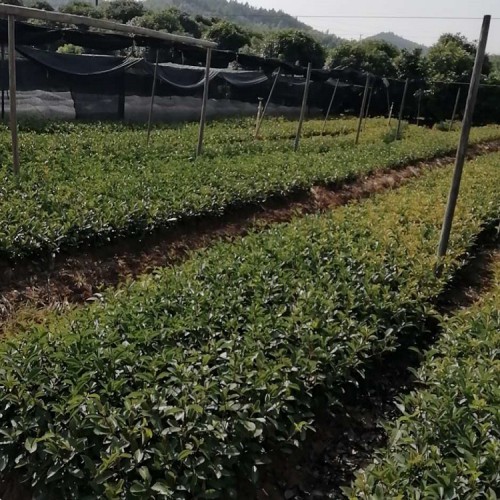 基地直銷紅葉石楠小苗價(jià)格 大量供應(yīng)紅葉石楠價(jià)格 勝予苗木