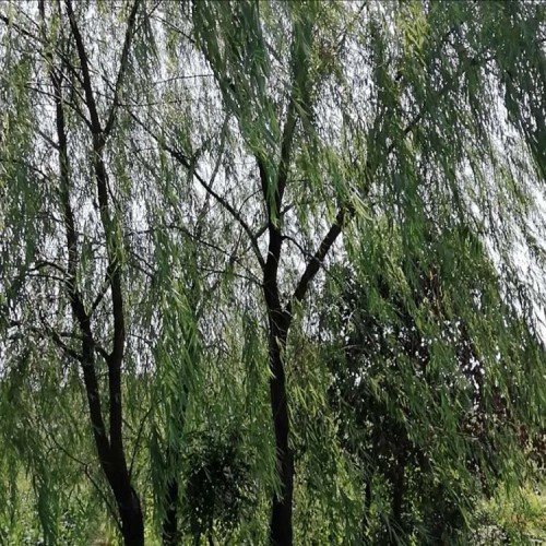 基地直銷垂柳價(jià)格  5-12公分垂柳樹價(jià)格 勝予苗木
