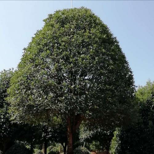 基地直銷丹桂價(jià)格  大量供應(yīng)12-15-18公分桂花樹