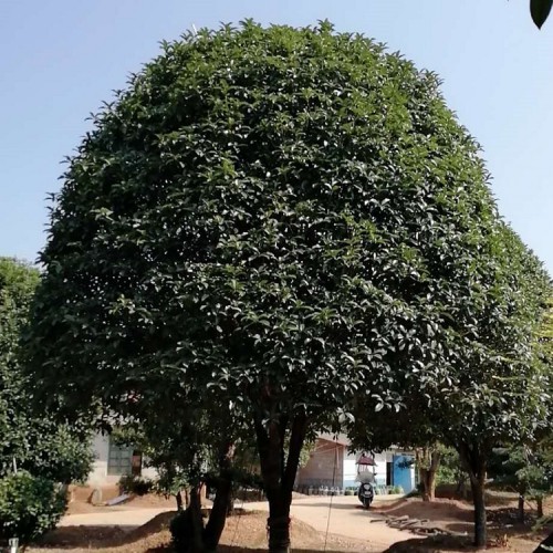 園林綠化苗木八月桂價(jià)格  大量供應(yīng)12-15-18公分桂花樹