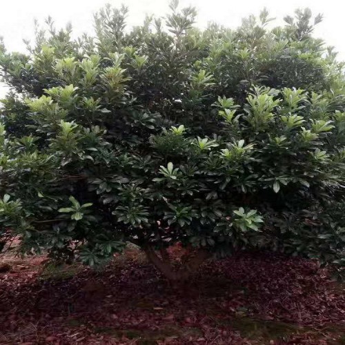 【勝予】基地直銷5-20公分楊梅樹  大量供應楊梅樹價格