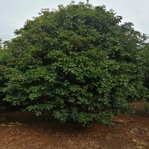 基地直銷叢生桂花價(jià)格 大量供應(yīng)各種桂花樹