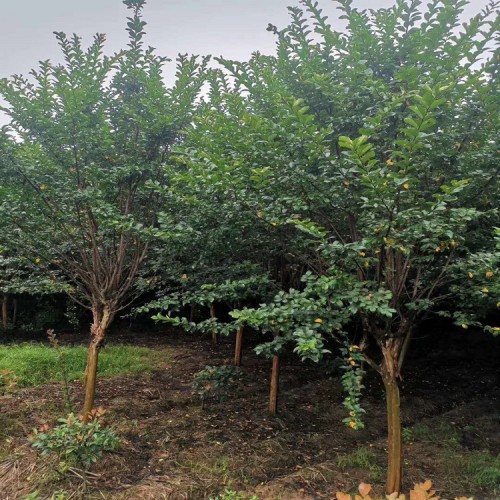 基地直銷紫薇價(jià)格 大量供應(yīng)2-3-4-5-6-7公分速生紫薇