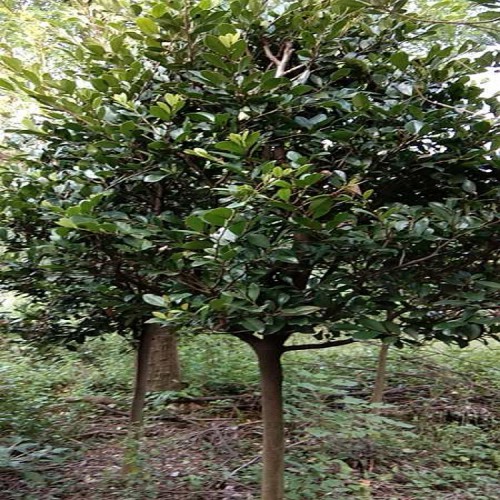 園林綠化苗木中華蚊母樹價(jià)格 大量供應(yīng)中華蚊母小苗