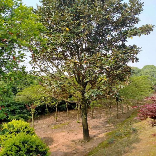 園林綠化苗木廣玉蘭 基地直銷廣玉蘭價格 勝予苗木