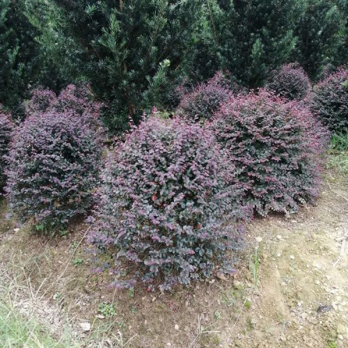 大量供應紅花繼木球價格 精品紅繼木球價格 勝予苗木