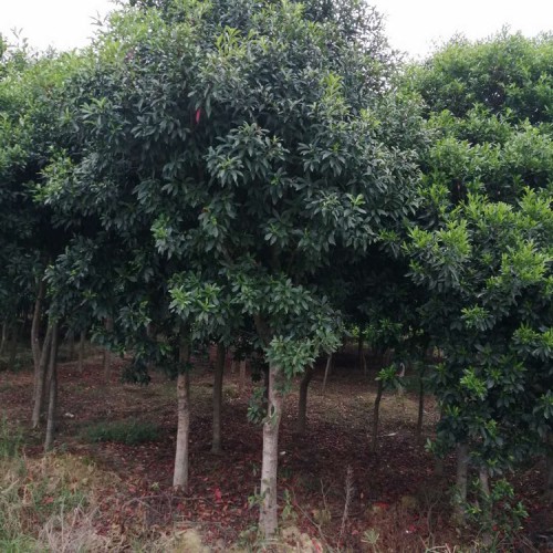 現(xiàn)貨供應杜英價格 基地直銷7-14公分杜英樹 勝予苗木