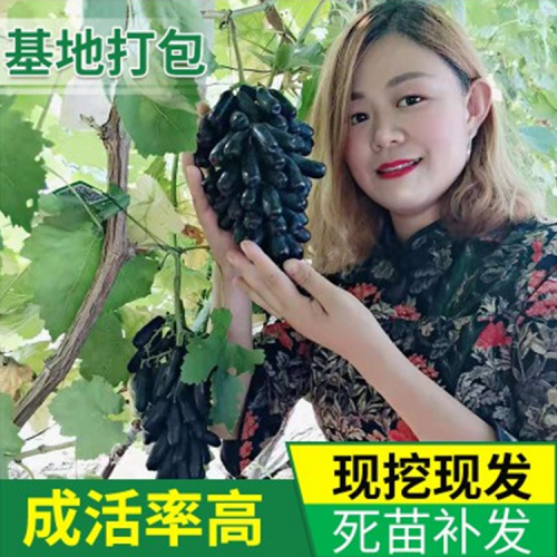 基地種植葡萄苗 藍(lán)寶石葡萄苗價(jià)格