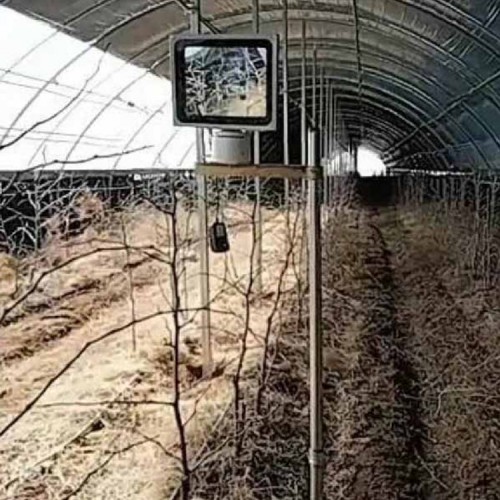 冬棗激光補光燈