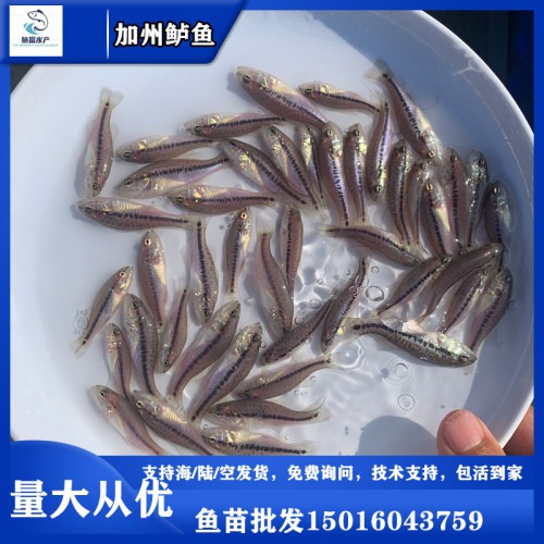 加州鱸魚苗 大口黑鱸魚苗 鱸魚水花供應