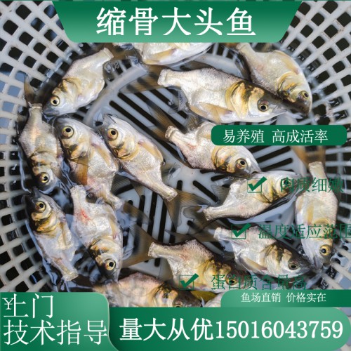 縮骨大頭魚苗 縮骨鳙魚苗 縮骨花鰱魚苗批發(fā)供應