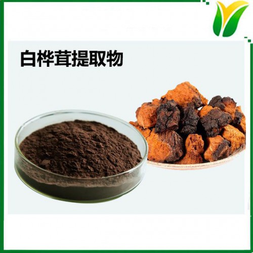 白樺茸提取物 白樺茸多糖60% 樺褐孔菌提取物