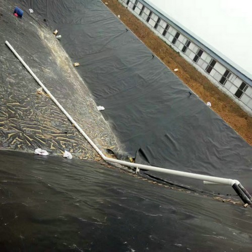 淺水藕池的建造方法