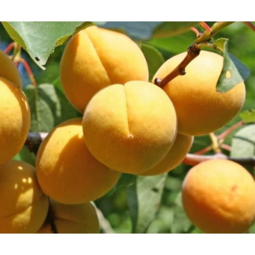 杏樹苗 高產(chǎn)杏樹苗 紅杏樹苗 金太陽杏樹苗