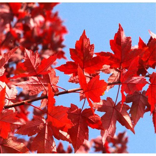 15公分美國紅楓  美國紅楓