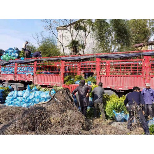 中茶108茶苗 多品種茶苗基地直發新品種全國批發