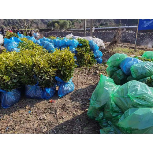 中黃1號茶苗 黃茶苗 中華黃1號茶苗