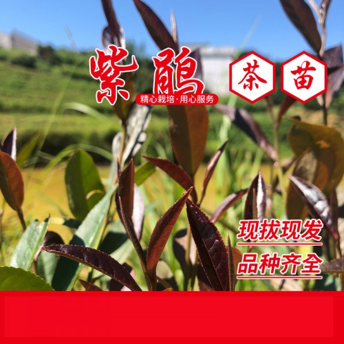 紫鵑茶苗 紫鵑茶葉茶樹苗 紫茶苗 紅茶苗