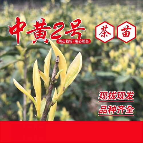 中黃2號茶苗 中黃2號茶樹苗 中黃2號茶葉苗 黃茶苗