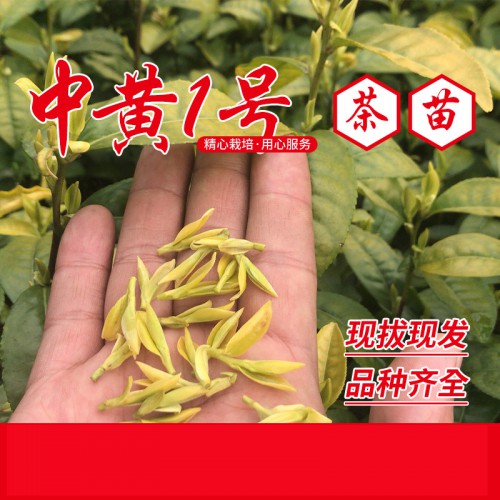 中黃1號茶苗、中黃1號茶葉苗