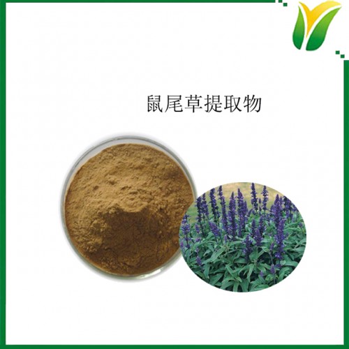 鼠尾草提取物5：1 洋蘇草提取粉 植物提取物