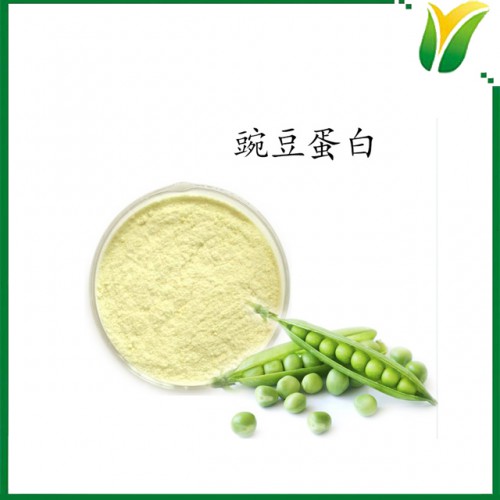 豌豆提取物 豌豆蛋白60% 豌豆蛋白質(zhì)粉 植物提取物